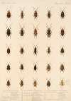 Insecta Rhynchota Hemiptera-Heteroptera Pl 38
