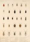 Insecta Rhynchota Hemiptera-Heteroptera Pl 39
