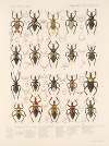 Insecta Rhynchota Hemiptera-Heteroptera Pl 40