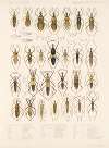 Insecta Rhynchota Hemiptera-Heteroptera Pl 41