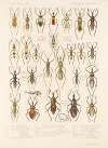 Insecta Rhynchota Hemiptera-Heteroptera Pl 43