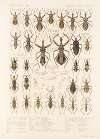 Insecta Rhynchota Hemiptera-Heteroptera Pl 44