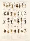 Insecta Rhynchota Hemiptera-Heteroptera Pl 45
