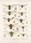 Insecta Rhynchota Hemiptera-Homoptera Pl 01