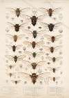 Insecta Rhynchota Hemiptera-Homoptera Pl 02