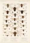 Insecta Rhynchota Hemiptera-Homoptera Pl 03