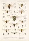 Insecta Rhynchota Hemiptera-Homoptera Pl 04