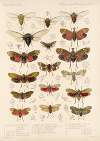 Insecta Rhynchota Hemiptera-Homoptera Pl 05