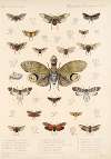 Insecta Rhynchota Hemiptera-Homoptera Pl 06