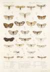 Insecta Rhynchota Hemiptera-Homoptera Pl 09