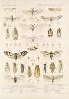 Insecta Rhynchota Hemiptera-Homoptera Pl 10