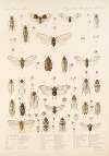 Insecta Rhynchota Hemiptera-Homoptera Pl 11