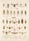 Insecta Rhynchota Hemiptera-Homoptera Pl 12