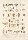 Insecta Rhynchota Hemiptera-Homoptera Pl 13