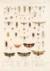 Insecta Rhynchota Hemiptera-Homoptera Pl 14