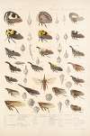 Insecta Rhynchota Hemiptera-Homoptera Pl 15