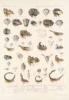 Insecta Rhynchota Hemiptera-Homoptera Pl 16