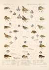 Insecta Rhynchota Hemiptera-Homoptera Pl 18