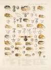 Insecta Rhynchota Hemiptera-Homoptera Pl 21