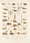 Insecta Rhynchota Hemiptera-Homoptera Pl 22