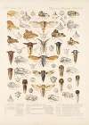 Insecta Rhynchota Hemiptera-Homoptera Pl 23