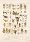 Insecta Rhynchota Hemiptera-Homoptera Pl 24