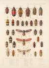 Insecta Rhynchota Hemiptera-Homoptera Pl 25