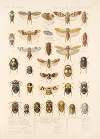 Insecta Rhynchota Hemiptera-Homoptera Pl 26