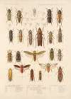 Insecta Rhynchota Hemiptera-Homoptera Pl 27