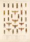 Insecta Rhynchota Hemiptera-Homoptera Pl 29