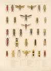 Insecta Rhynchota Hemiptera-Homoptera Pl 30