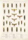 Insecta Rhynchota Hemiptera-Homoptera Pl 32