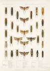 Insecta Rhynchota Hemiptera-Homoptera Pl 33