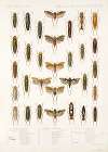 Insecta Rhynchota Hemiptera-Homoptera Pl 34