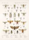 Insecta Rhynchota Hemiptera-Homoptera Pl 35