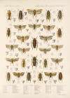 Insecta Rhynchota Hemiptera-Homoptera Pl 36