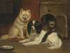 A Sheepdog, a King Charles Spaniel, and a Terrier