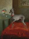 An Italian Greyhound on a Red Cushion