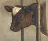 Head of a calf in a cowshed