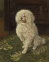 Poodle on a Green Carpet