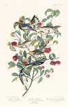 Audubons warbler. Hermit warbler. Black-throated gray warbler