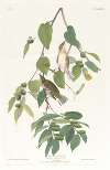Autumnal warbler
