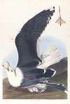 Black backed gull
