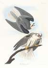 Black-winged hawk