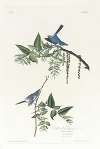 Blue grey flycatcher