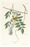 Blue-eyed yellow warbler