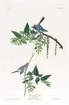 Blue-grey flycatcher