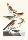 Bullock’s oriole. Baltimore oriole. Mexican goldfinch. Varied thrush. Common water thrush