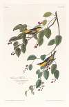 Carbonated warbler