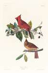 Cardinal grosbeak